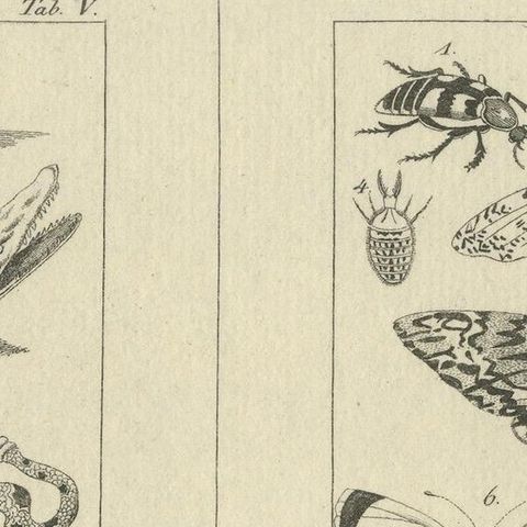Antique Zoological Engravings of Reptiles, Fish & Insects, c.1800, close-up 6