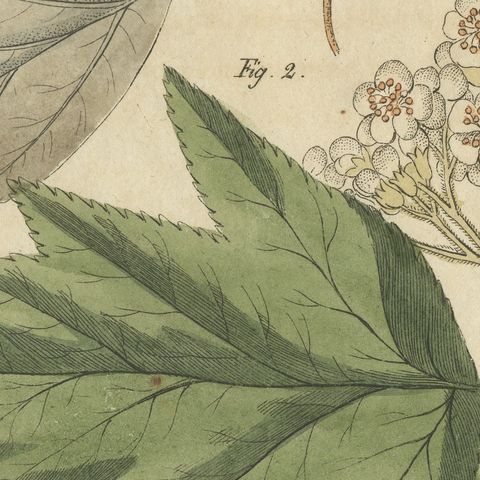 Whitebeam and Wild Service Tree in Blossom, Antique Bertuch Print, circa 1815, close-up 5