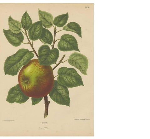 Antique Print of a Cellini Apple by G. Severeyns, 1876, view 4