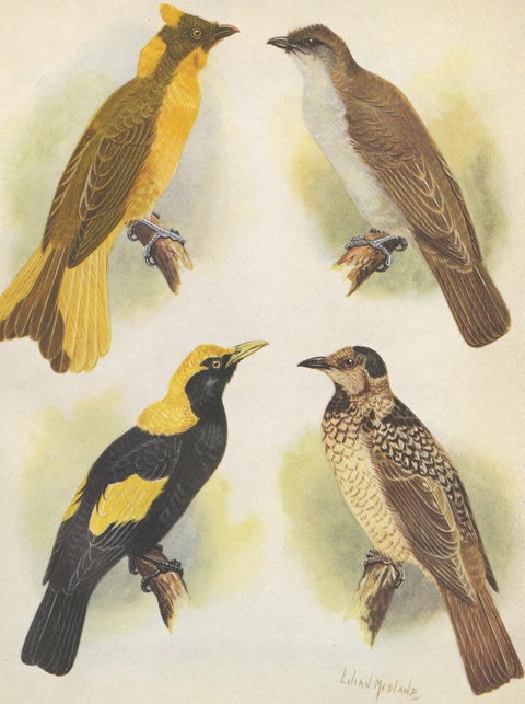 Antique Print of the Newton's Bower-Bird & the Regent Bird, 1950, view 4