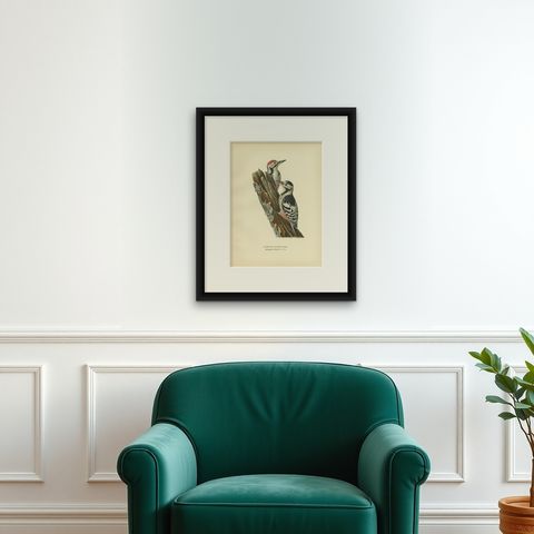 Antique Original Bird Print of Male and Femail White-Backed Woodpecker, 1927, shown framed on a wall