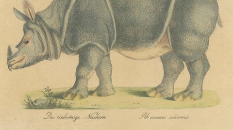 Indian Rhinoceros (Rhinoceros unicornis), Brodtmann Natural History Print, 1816, close-up 4