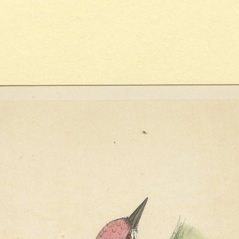Antique Bird Print of a Lesser Spotted Woodpecker, close-up 1