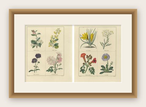 Pair of Hand-Colored Botanical Engravings of Ornamental Flowers, London 1828, shown framed