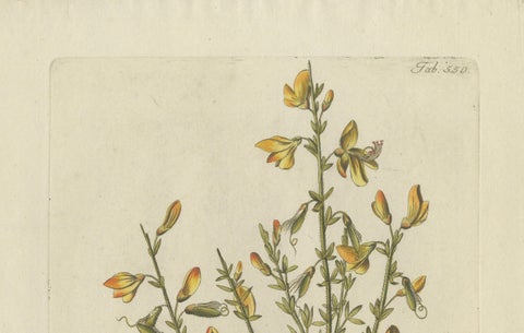 Scotch Broom Botanical Engraving - Icones Plantarum Medicinalium, 1788, close-up 3