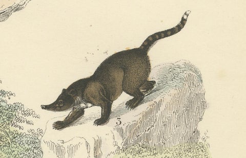 Mammals Print: Bears, Fox, Otter & Skunk, Antique Hand-Coloured 1867, close-up 4