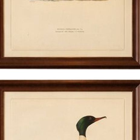 Antique Merganser Duck Lithographs Set of 6, Scandinavian Birds Sweden 1929, close-up 2