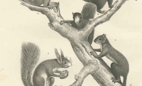 Antique Lithographs of Squirrels & Flying Squirrels, 19th Century, close-up 1