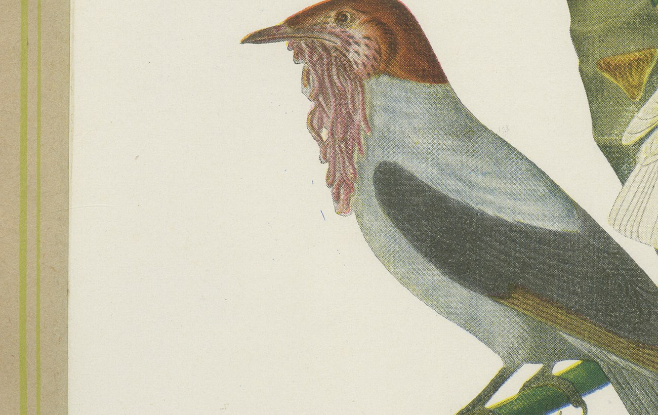 Cotingas and Tanagers on a Cecropia, Brazilian Bird Print, Descourtilz, 1944, view 5