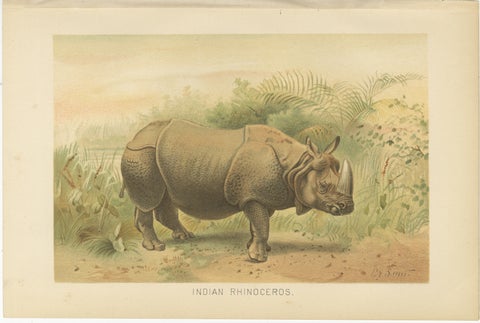 Indian Rhinoceros, Antique Natural History Chromolithograph, 1894, view 2