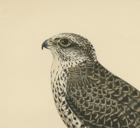 Watchful Hunter: The Gyrfalcon (Falco rusticolus), 1927, close-up 1