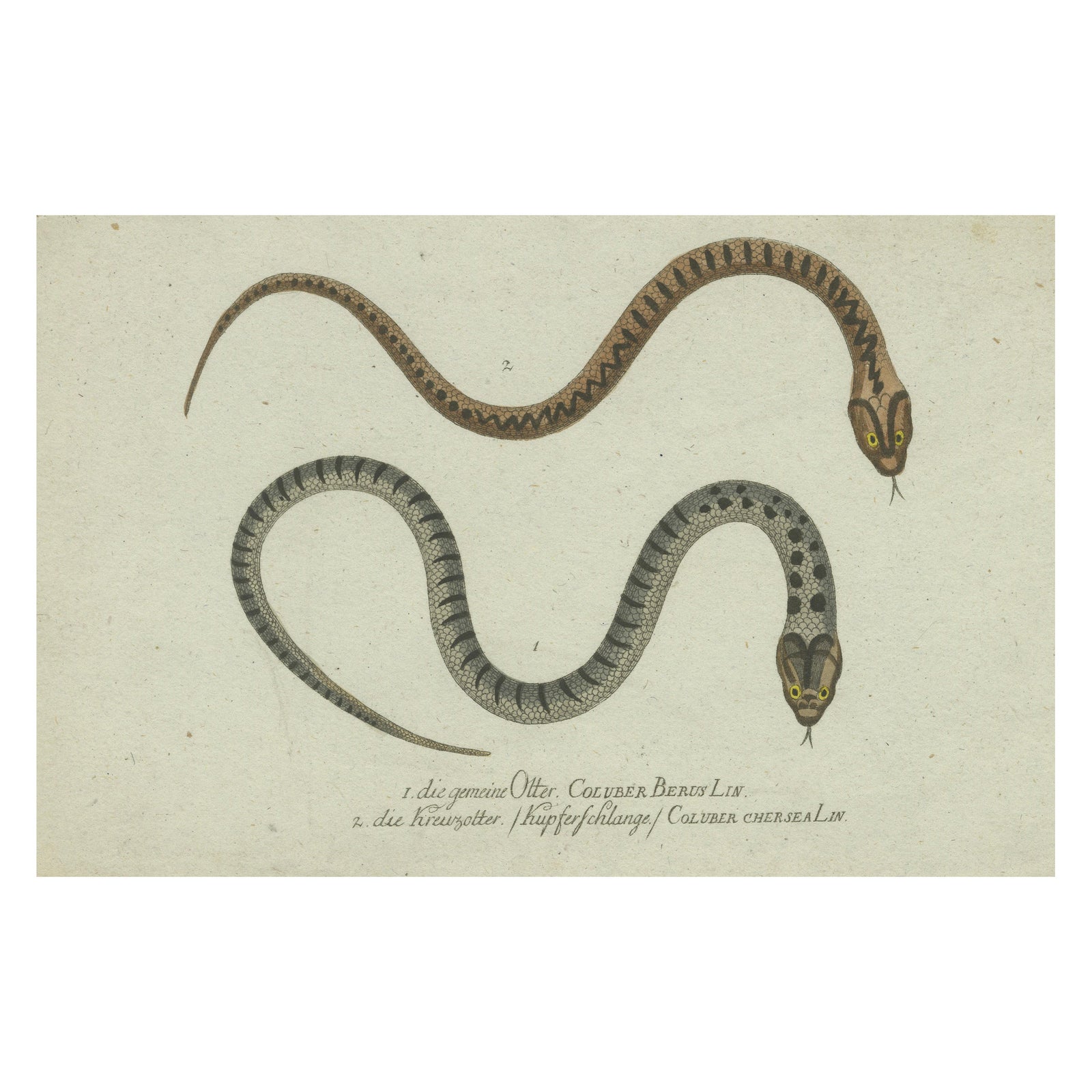 Venom & Vibrance: A Study of European Vipers & North American Copperheads, 1780