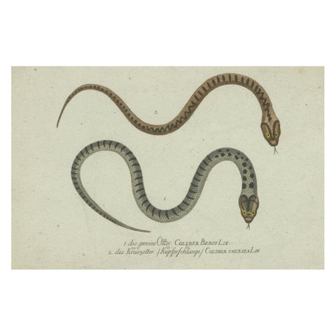 Venom & Vibrance: A Study of European Vipers & North American Copperheads, 1780