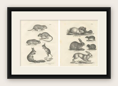 Antique Rodents & Hares Lithographs, Rabbits, Guinea Pig & Jerboa c.1830, shown framed