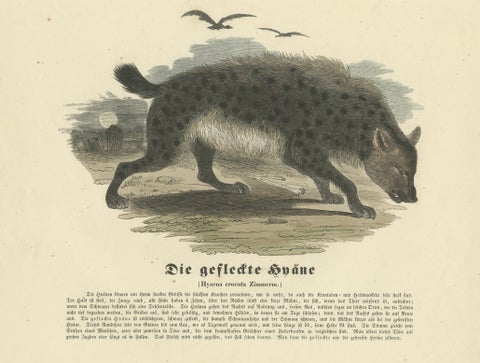 Die gefleckte Hyäne (Spotted Hyena) - Hand-Colored Zoological Print, Circa 1840, close-up 1