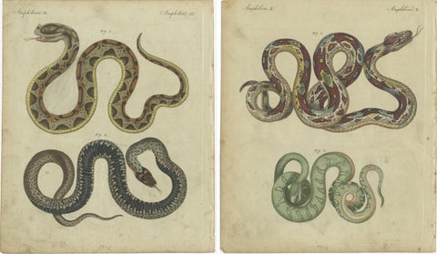 Set of 2 Antique Prints of Various Snakes by Bertuch, circa 1800, view 4