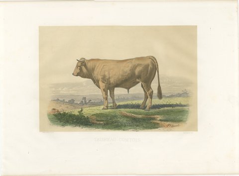 Comtois Bull, Antique French Cattle Breed Print, 1873, view 2