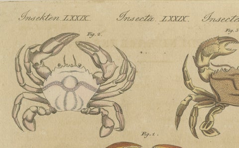 Original Antique Print of Eight Exotic Crabs by Bertuch, c.1820, close-up 1