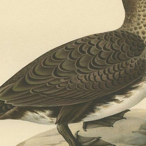 Antique Bird Print of a Young Great Cormorant by Von Wright, 1929, close-up 2