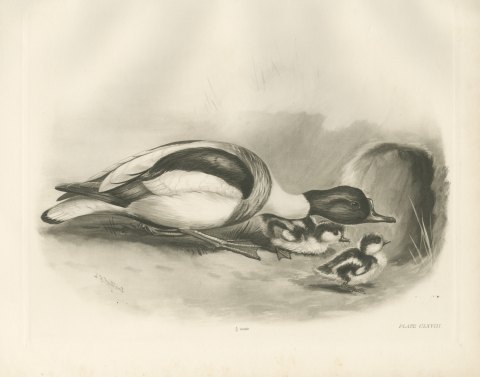 Shelduck with Two Ducklings at a Burrow after Lilian Medland, c. 1909