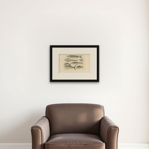 Antique Fish Print of Sierra Leona, with The Banana, The Monk and More, c.1752, shown framed on a wall