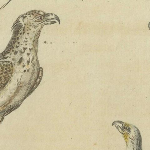 Birds of Prey: Hand-Colored Engraving of Raptors, Published in 1805 by Bertuch, close-up 4