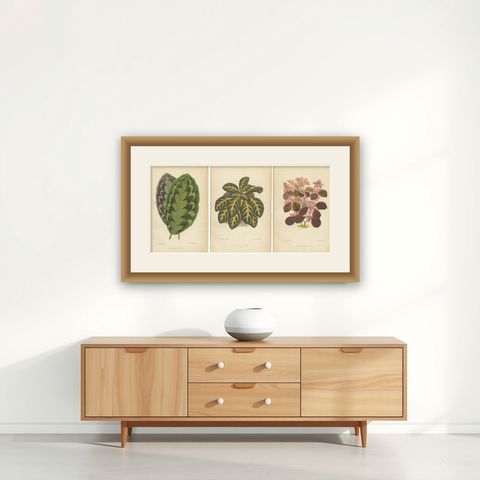 Vibrant Botanicals: A Study of Leaf Patterns and Colors, Published in 1880, shown framed on a wall