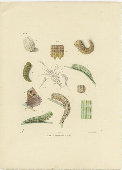 Antique Hand-Colored Satyrus Statilinus Butterfly Pair by Sepp & Brants, 1905, view 3