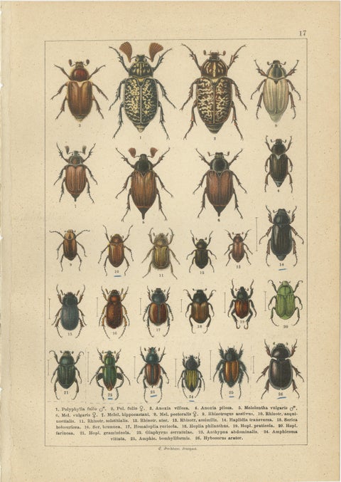 Victorian Beetle Prints Set of Four, Scarab & Stag Beetle Plates, 1893, view 2