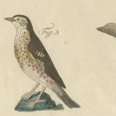 Thrushes, Blackbird and Ring Ouzel, Antique Bertuch Print, Vienna, circa 1805, close-up 4