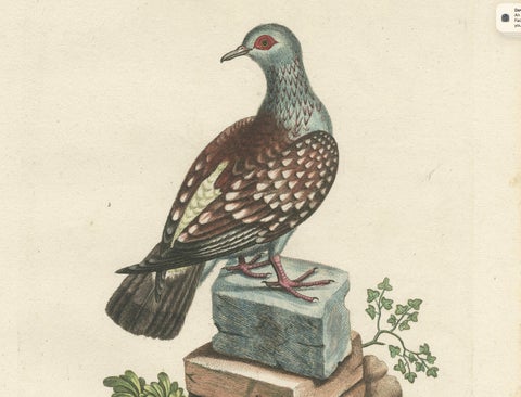Antique Hand-Colored Pigeon Engraving, Copperplate, Circa 1770, close-up 3