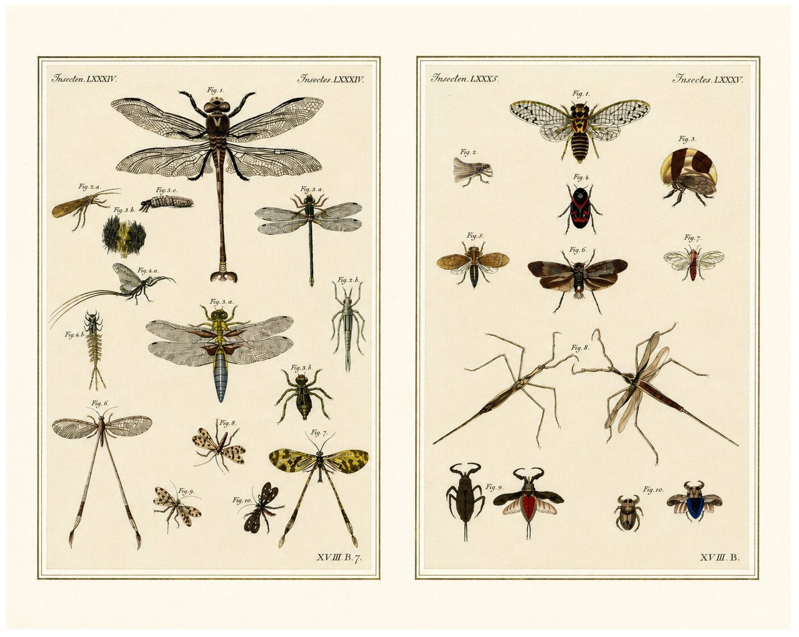 Pair of Antique Dragonfly, Cicada & Exotic Insect Engravings, Bertuch, c.1815