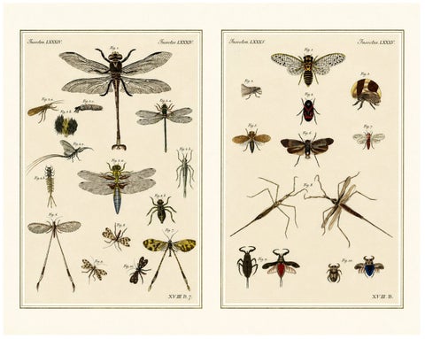 Pair of Antique Dragonfly, Cicada & Exotic Insect Engravings, Bertuch, c.1815