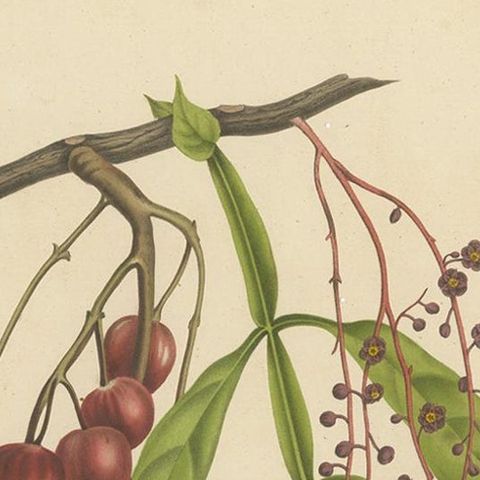 Otophora Alata Antique Lithograph Print, Circa 1875, Botanical Art, close-up 1