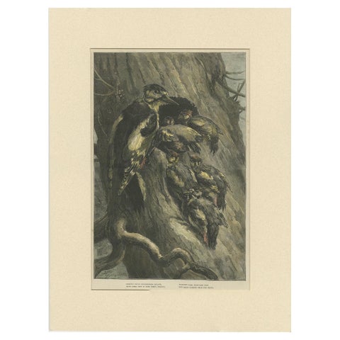 Antique Bird Print of Woodpeckers '1879'