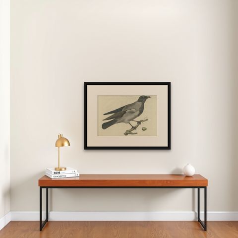 Antique Bird Print of the Hooded Crow by Sepp & Nozeman, 1797, shown framed on a wall