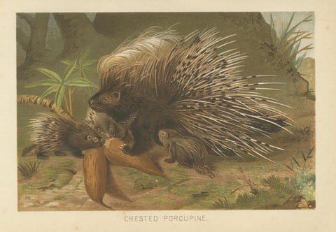 Crested Porcupine, Antique Wildlife Chromolithograph, Safari Style Art, 1894, close-up 1