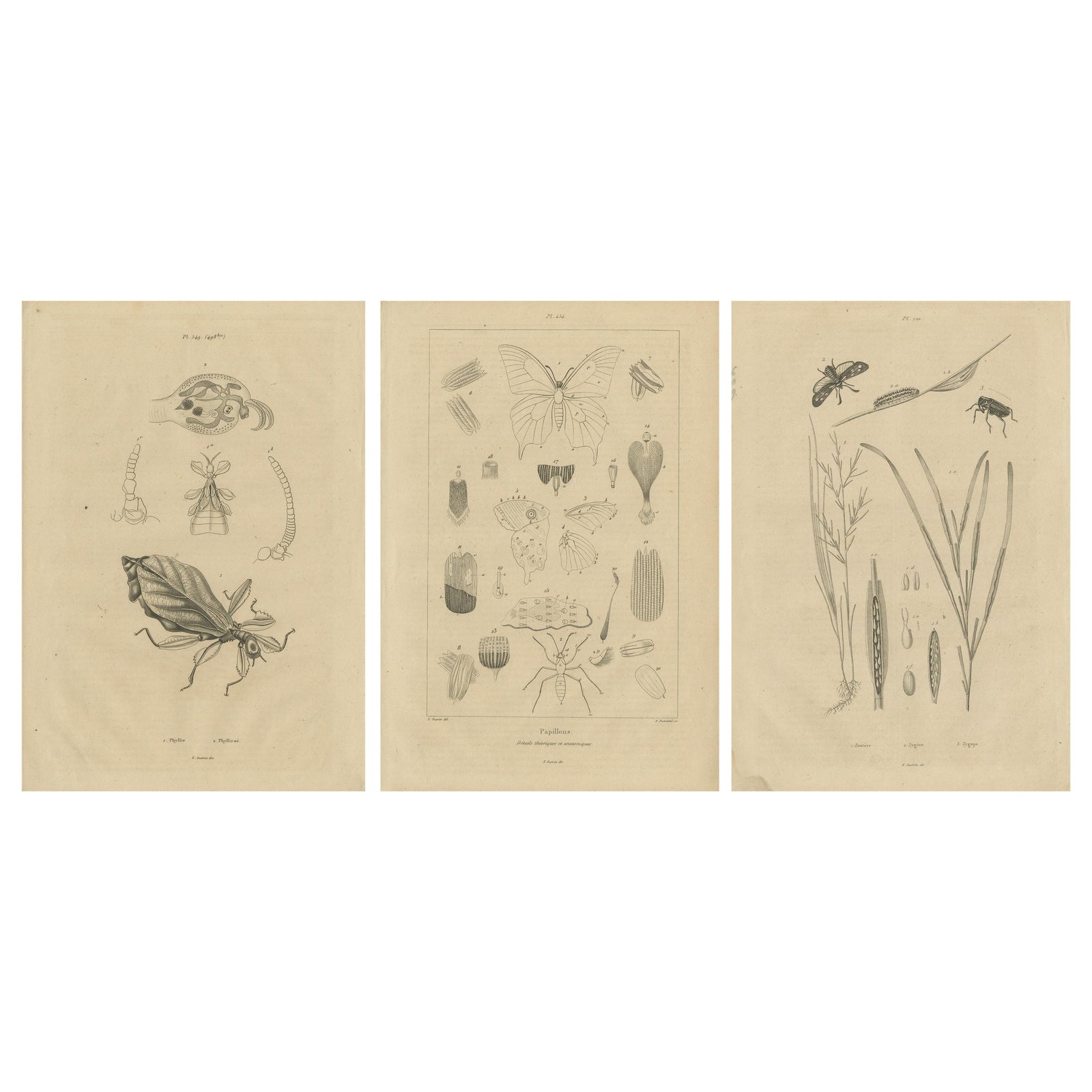Set of 3 Antique Prints of Various Insects and Butterflies by Guerin, c.1835