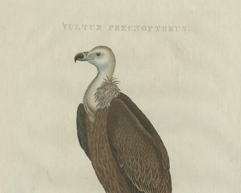 Antique Bird Print of a Vulture by Sepp & Nozeman, 1770, view 3
