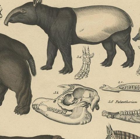 Antique Print of a Tapir, Hippo, Zebra, Elephant & Other Animals by Oken, '1840', close-up 1