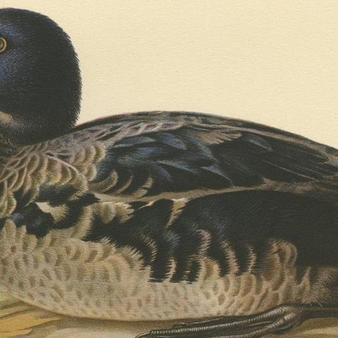 Antique Bird Print of a Young Black Scoter by Von Wright, 1929, close-up 2