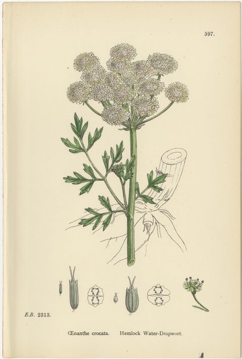 Antique English Botanical Prints, Water-Dropwort Studies for Elegant Interiors, view 4