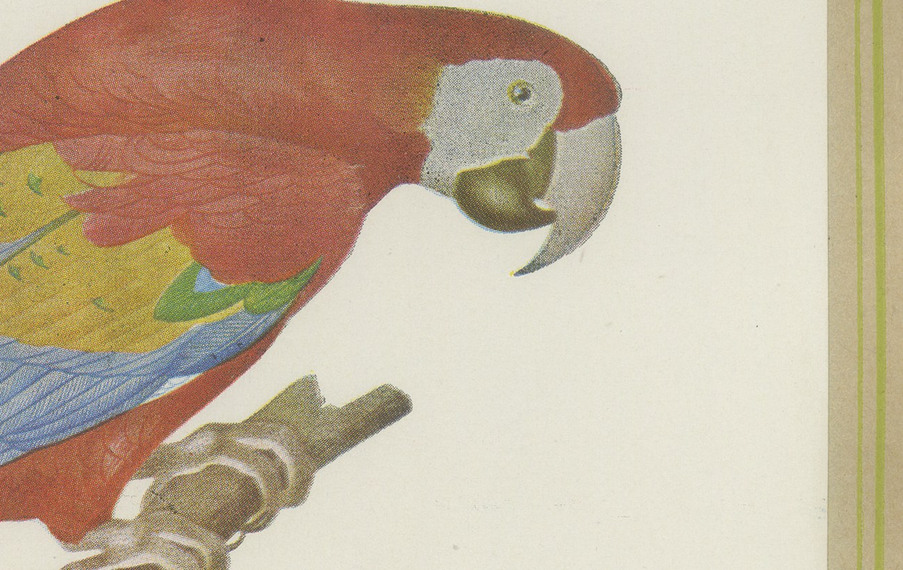 Scarlet Macaw with Parakeets, Brazilian Bird Print, Descourtilz, 1944, view 3