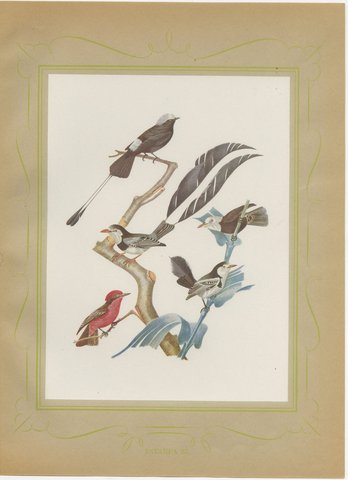 Racket-Tailed Motmots and Kingfishers, Brazilian Bird Print, Descourtilz, 1944, view 2