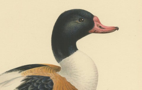 Harbor of Elegance: Bird Print of The Common Shelduck by Magnus von Wright, 1929, close-up 1