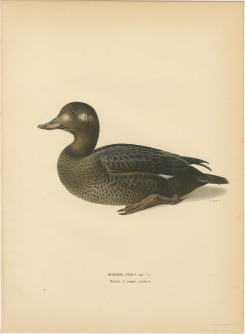 Antique Scandinavian Bird Lithographs, Velvet Scoter Ducks, Svenska Fåglar 1929, view 3