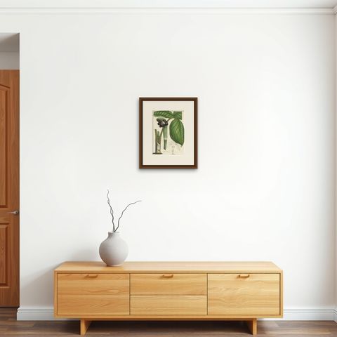 Cobra Lily: Hand-Colored Lithograph by Louis van Houtte, 1855, shown framed on a wall
