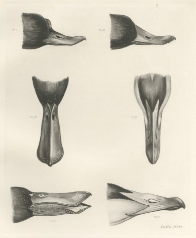 Six Studies of Duck Heads and Bills, Plate CXCVI after Lilian Medland, c. 1909, close-up 1
