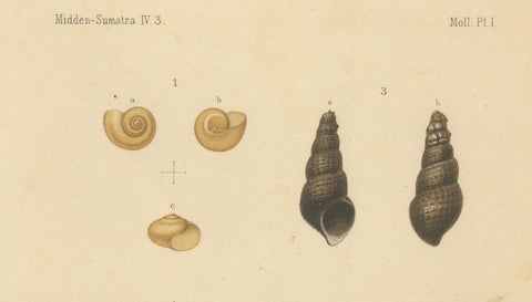 Antique Shell Print of Sumatran Snails, Helicarion, Pupina, Melania c.1887, close-up 1