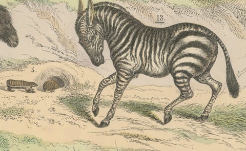 Mammals Print: Horse, Zebra, Anteater & Pangolin, Antique 1867, close-up 3